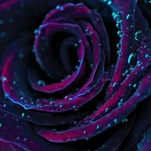 Meet your Posher, Cornelia